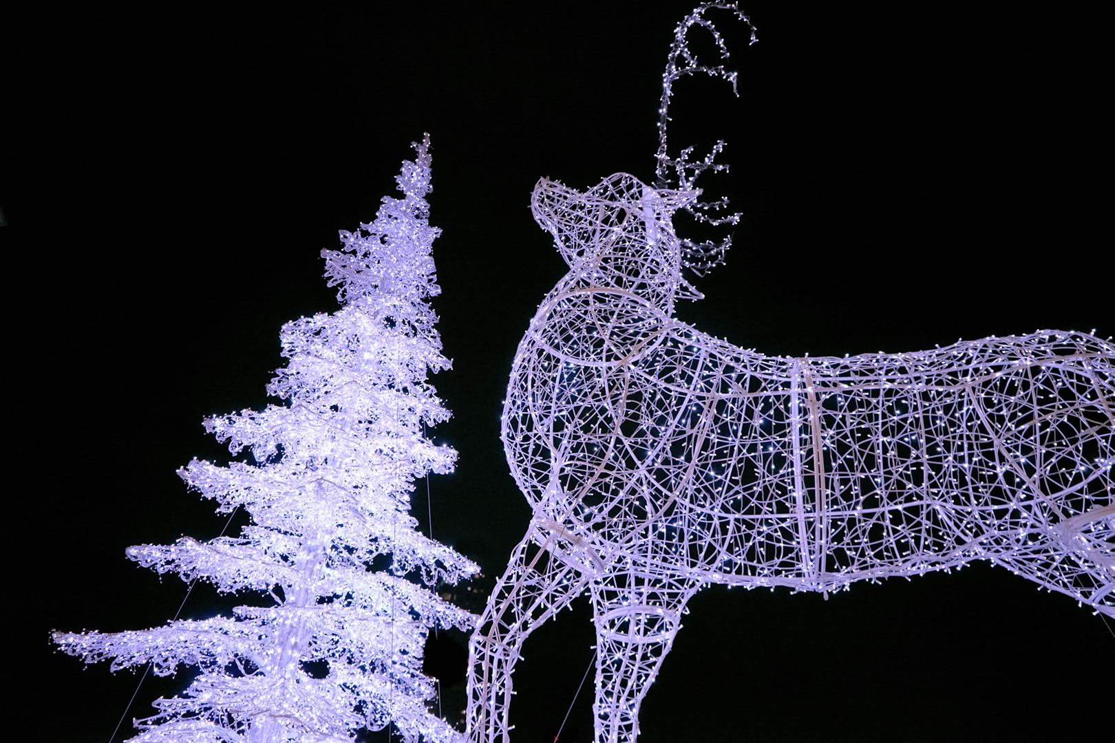 Public Christmas Lights Experience 
