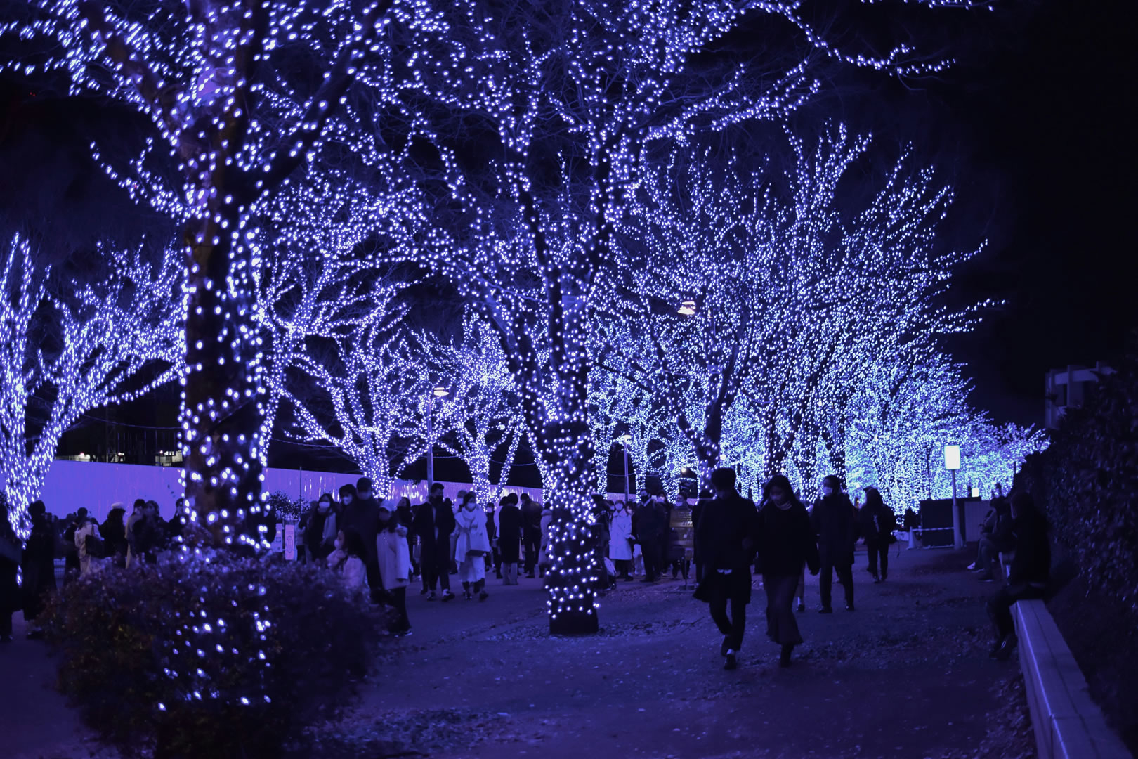 Public Christmas Lights Experience 