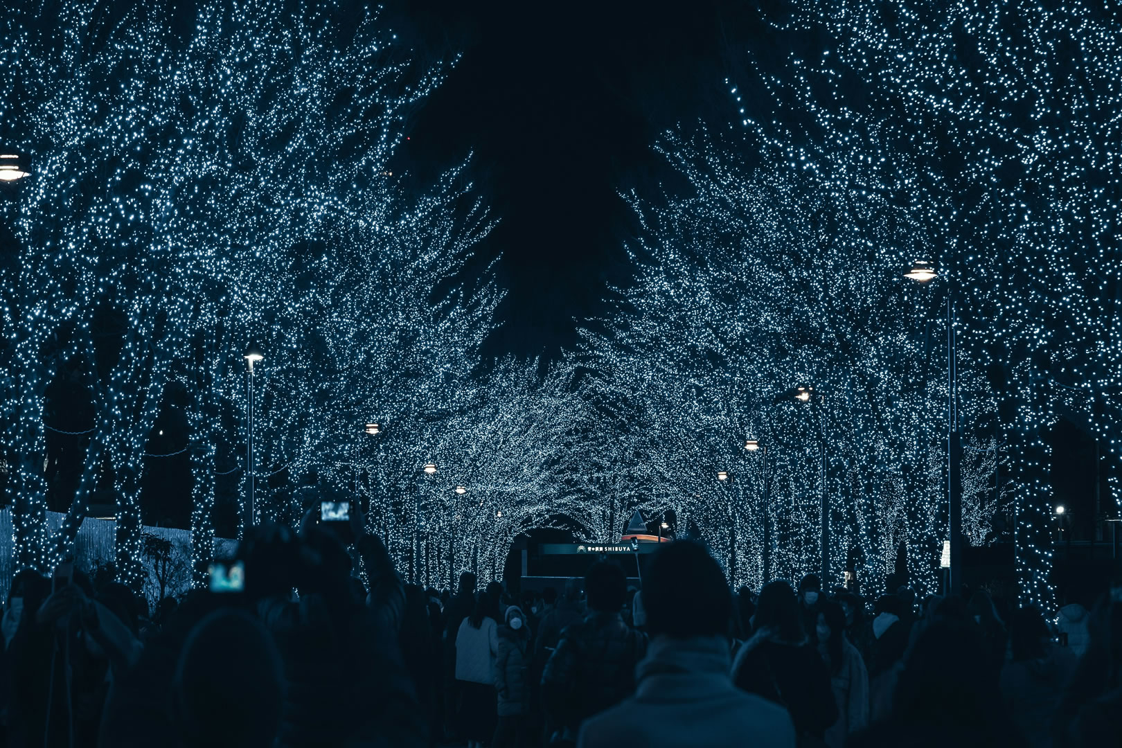 Public Christmas Lights Experience 