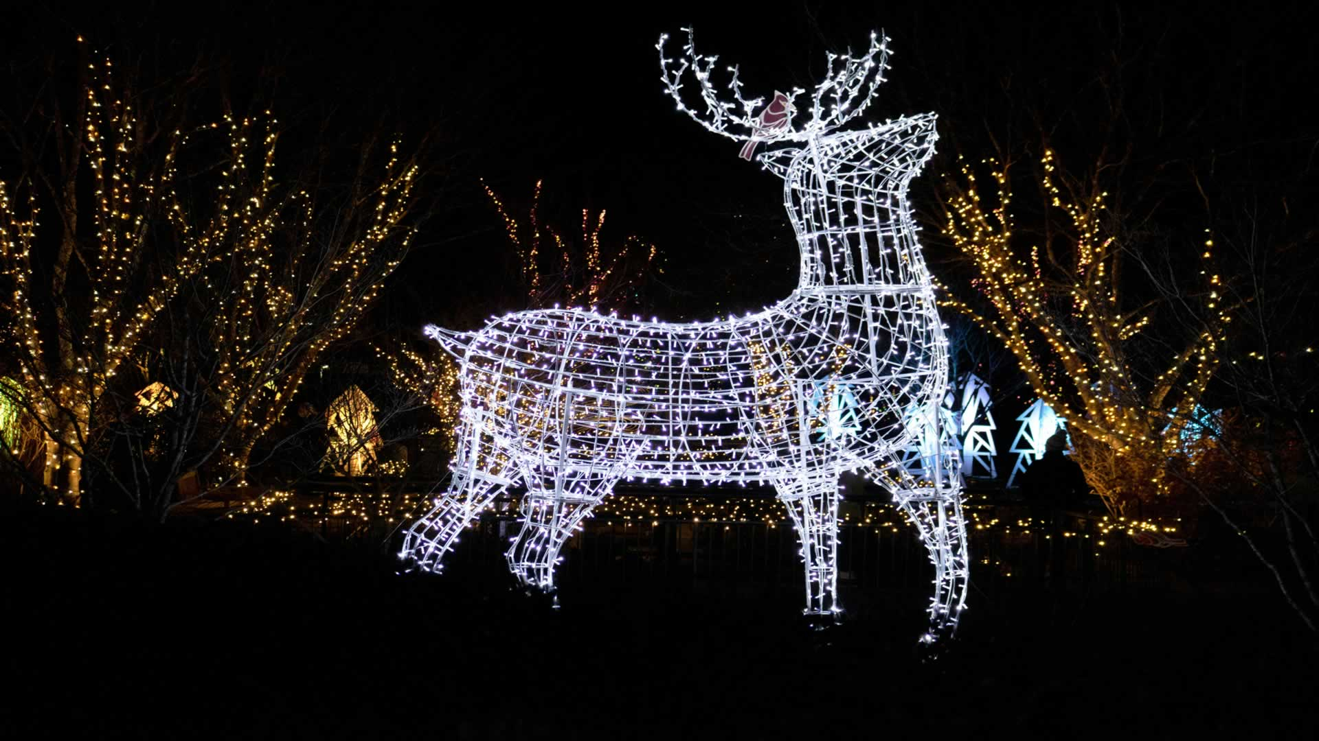 Private Christmas Lights Experience