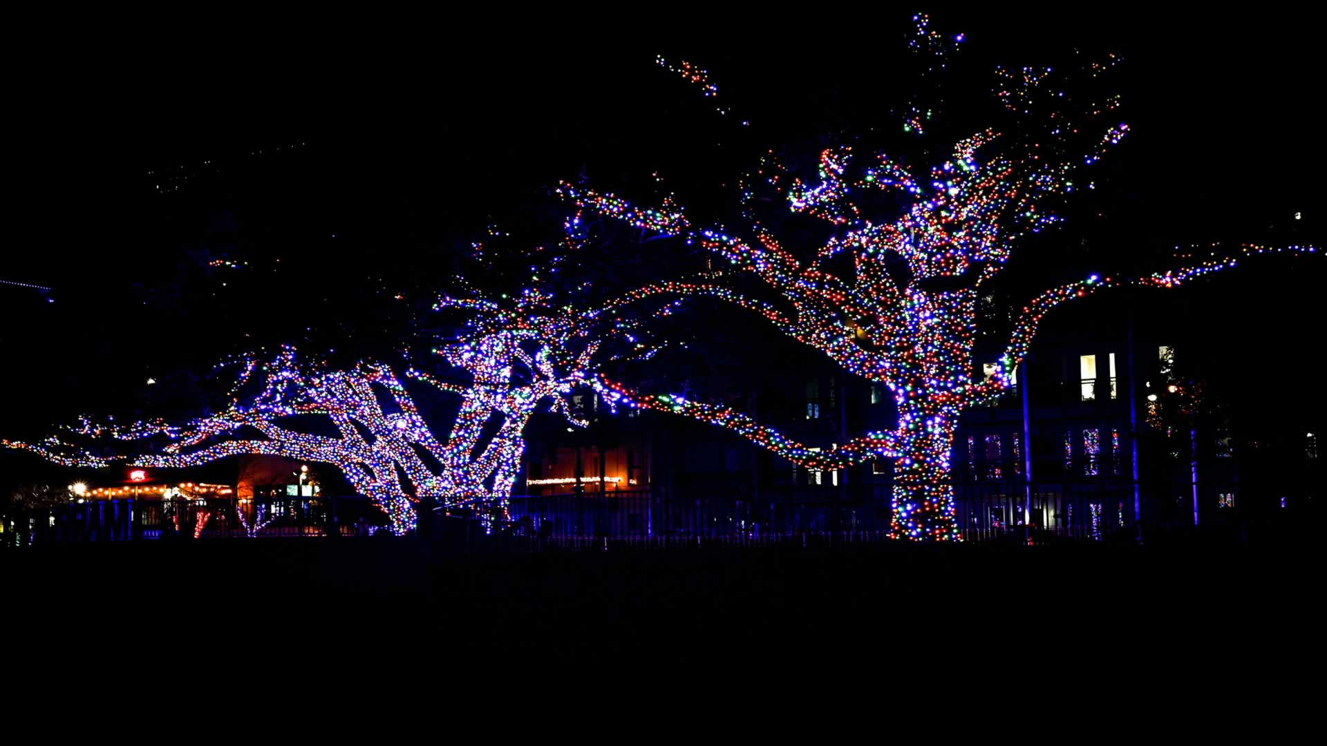Private Christmas Lights Experience