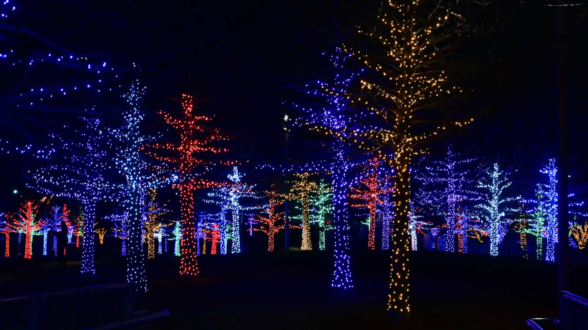 Private Christmas Lights Experience