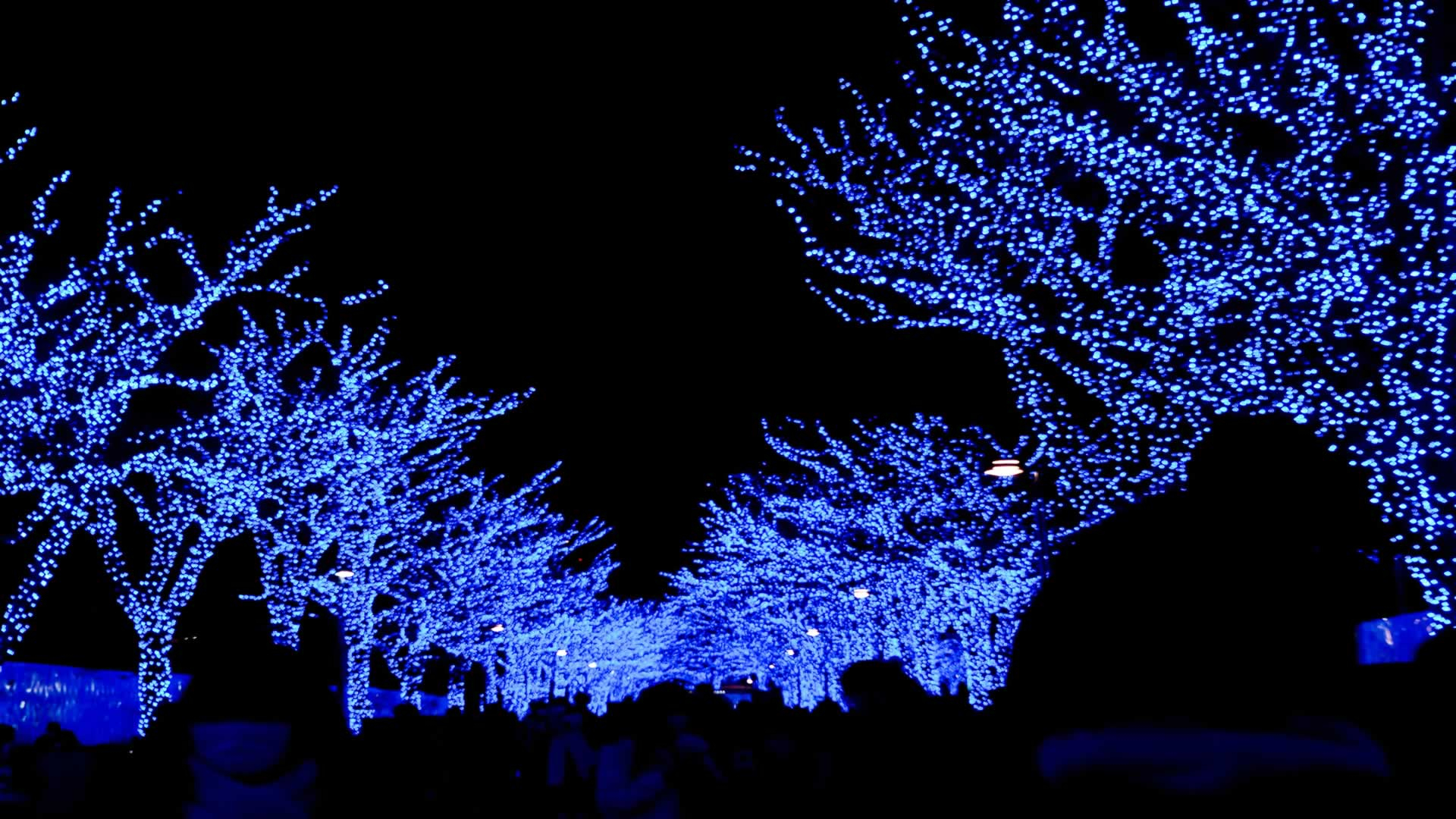 Private Christmas Lights Experience