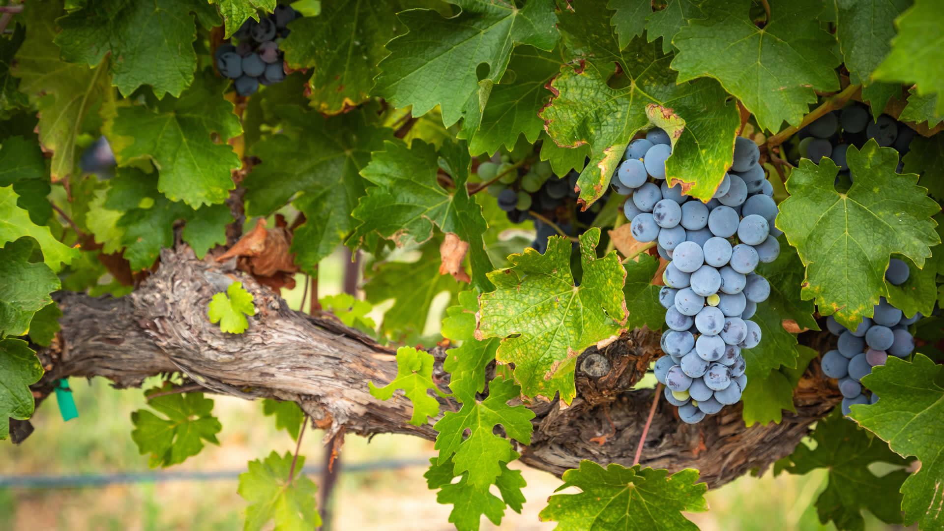 Discover the rich heritage of North Texas wine! Explore vibrant wineries and scenic vineyards, uncovering the best spots to visit for an unforgettable wine-tasting adventure. From award-winning wines to hidden gems, this guide invites wine lovers to savor every sip and scenic view.