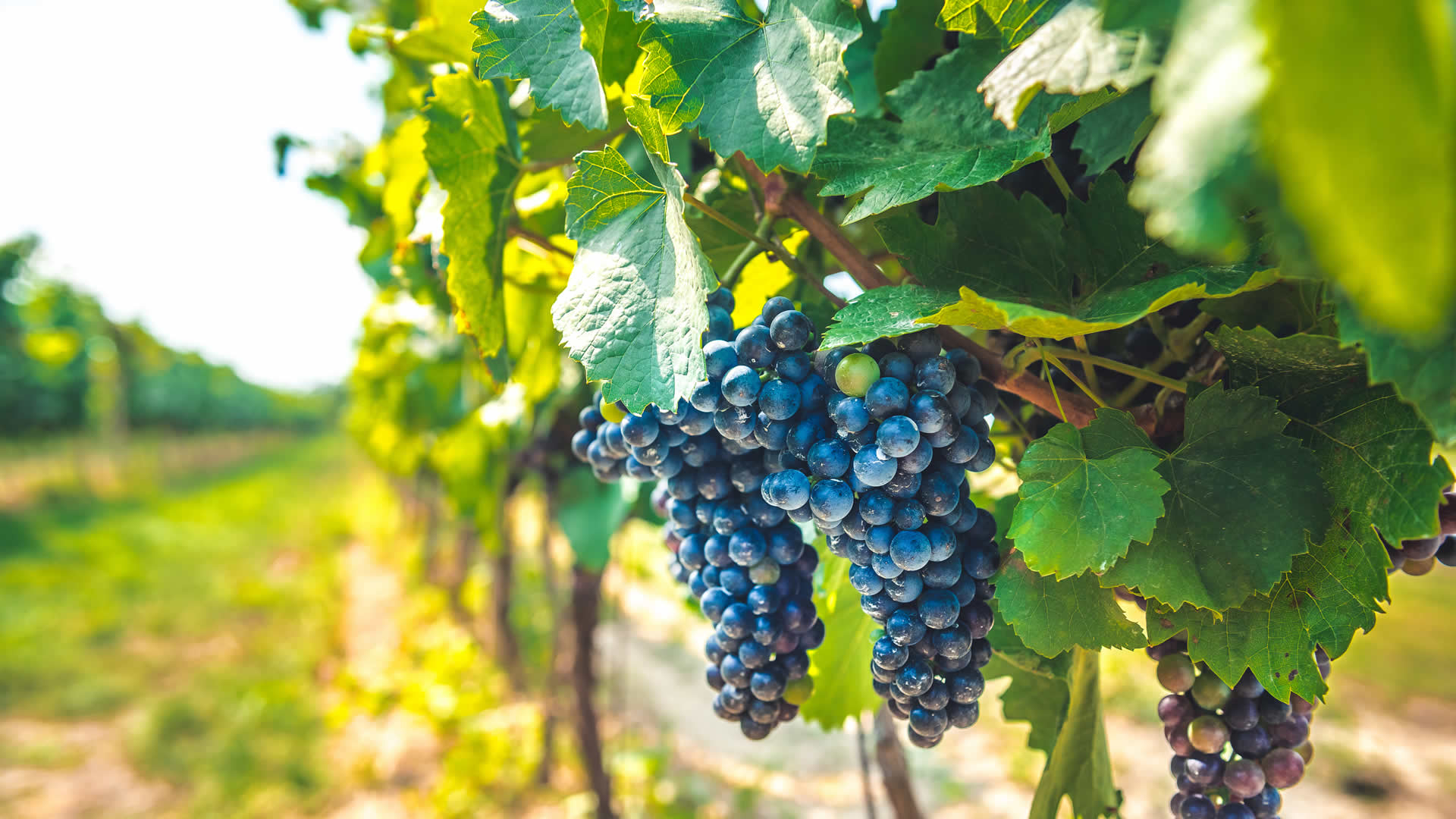 Discover the fascinating history of winemaking in North Texas, from its early pioneers to modern award-winning wineries